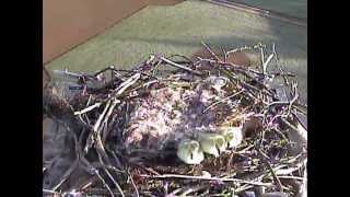 Sandpoint Osprey Cambaby goslings take there amazing jump from nest42413 [upl. by Munmro]