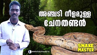 Wow Vava Suresh rescues 5 feet long Russell’s Viper  Snakemaster  Latest Episode [upl. by Eibloc]