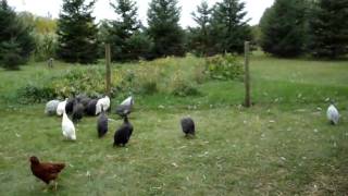 Who said Guinea Fowl are loud [upl. by Annaoi]