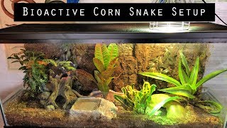 Bioactive Corn Snake Setup [upl. by Daffy896]