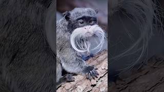 Great looking emperor tamarin with the mustache animals cuteanimals shorts emperortamarin [upl. by Eledoya]