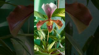 💘Paphiopedilum Orchid in Bloom🌈 bloom orchid orchids flower flowers paphiopedilum plants [upl. by Erleena130]