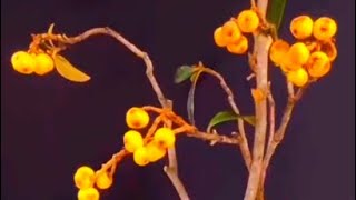 Loquat Branches in Floral Arrangement Fresh and Unique Display Ideas [upl. by Llenrahs]