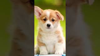 Your puppy is you…… music song 200subs preppy puppy dog cute adorable fyp fypシ゚viral [upl. by Ludie]