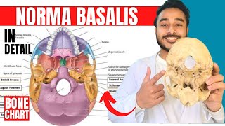 norma basalis anatomy 3d  anatomy of norma basalis of skull anatomy [upl. by Ramey]