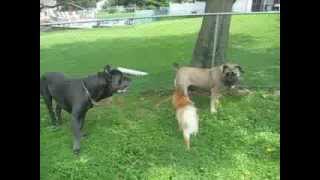 Cane Corso and Boerboel meet for the 1st time rlalumera9316comcastnet [upl. by Hembree]