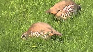 Redlegged Partridge at Treraven Meadows [upl. by Anovahs]