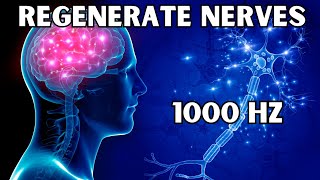 Brain Healing Frequency  Restore Cerebral Neurons amp Regenerate Nerves  1000 Hz [upl. by Abil462]