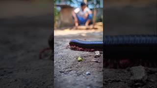 This man was shocked and ran when a millipede approached him 😱 shortvideo millipedes [upl. by Nastassia]