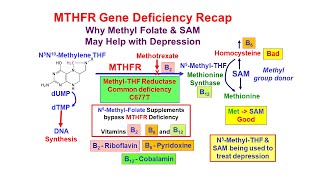 Methyl Folate Deficiency and Depression [upl. by Beera]