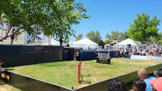 ALAMEDA COUNTY FAIR STUNT DOG SHOW [upl. by Basile]