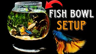 fish BowlPlanted Fish bowl setupBetta fish Bowl Setup [upl. by Ericha957]