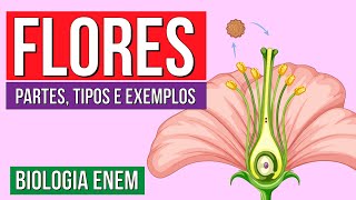 FLORES DAS ANGIOSPERMAS Partes tipos e exemplos  Resumo de Biologia Enem Profe Claudia Aguiar [upl. by Meijer305]