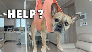 My IVDD French Bulldogs Post Surgery Care Routine [upl. by Fleda]