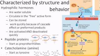 Pathophysiology Endocrine overview 1 of 3 [upl. by Haneen]