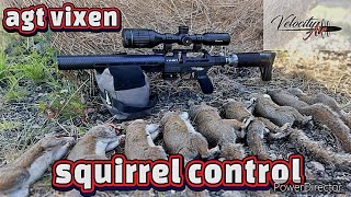 AIRGUN PEST CONTROL airgunshooter airrifle airgunning hunting airgunhunting huntingseason [upl. by Miarfe]