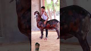 Qurbani Mubarak bakr goat nationalbakrateam bakraeidlover greenscreen allahuakbar [upl. by Oijres]