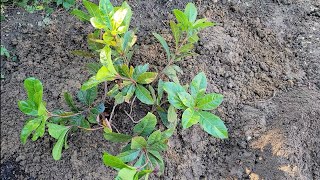 Fall Planting Elaeagnus Illicium amp Ardisia [upl. by Eekram]