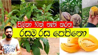 Pepino Wagawa පිලිකා 30 කට ගුණදෙන ‍රසම රස ගස් කොමඩු pepino fruit Sri lanka [upl. by Roshan]