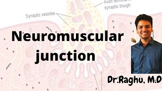 Neuromuscular junction  Structure amp transmission [upl. by Enelcaj730]