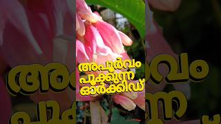 അപൂർവമായി പൂക്കുന്ന ഓർക്കിഡ് പൂത്തു [upl. by Rambert]