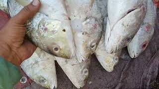 Fish Video  Latest Rates of Fish  Karachi fishery Market on 2412024 [upl. by Marika]