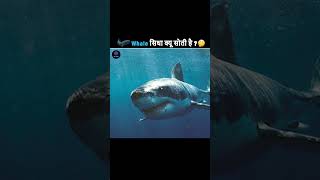 Sperm Whale सीधी क्यों सोती हैWhy sperm whale sleep straight youtube TheFacts [upl. by Thanasi]