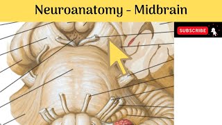 Brain stem  Midbrain  External amp Internal Features  Red Nucleus  Medial Longitudinal Fasciculus [upl. by Pinto]