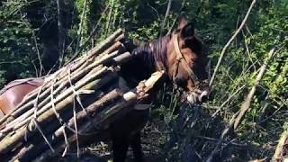 Antichi Mestieri di montagna  Il Vetturino coi muli [upl. by Eramal]