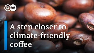 Coffee The future of coffee growing and production  DW Documentary [upl. by Ellenwahs]