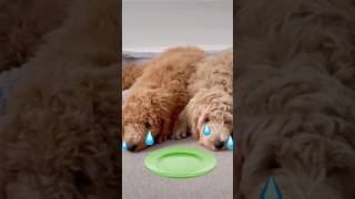 Goldendoodle puppy amp Labradoodle puppy are STARVING [upl. by Oicnedif]