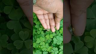 The Great Oxalis Boom Why Everyone Wants These Plants🍀🍀 shorts viral viralvideo oxalisplants [upl. by Tager]