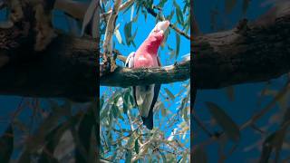 Wild Galah birds wildlife shorts [upl. by Anaigroeg802]