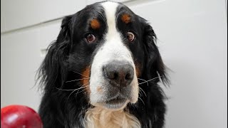 My Bernese Mountain Dog tried some fruits [upl. by Anassor]