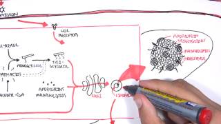 Physiology of Lipoproteins Cholesterol [upl. by Luzader]