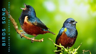 Relaxing Bird Sounds  Birdsongs Heal Stress Anxiety and Depression Heal the Mind [upl. by Luigi793]