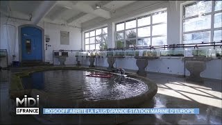 Dans le finistère Roscoff abrite la plus grande station marine dEurope [upl. by Humberto]