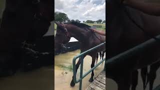 Dubai World Cup winner Well Armed in retirement in North Texas [upl. by Longo499]