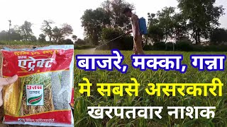 atrazine 50 wp बाजरे मे खरपतवार नाशक [upl. by Luella312]