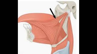 function of styloglossus muscle [upl. by Haase]