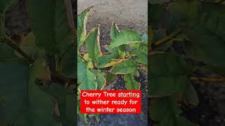 Cherry Tree Starting to Witherplantgardeningcherrytreetrendingviralshortsfruittreesvideo [upl. by Furtek859]