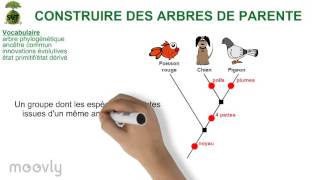 Capsule quotConstruire des arbres de parentéquot [upl. by Carry]