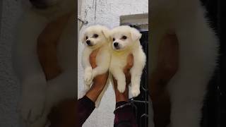 Ranchi Jharkhand Indian Spitz Puppy Sale trending dogbreed doglover petlover pets puppy [upl. by Chessa]