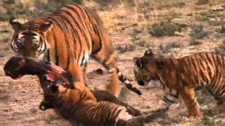 Lion vs Tiger Award Winning Documentary 2011 Last Chance Tiger [upl. by Kcoj]