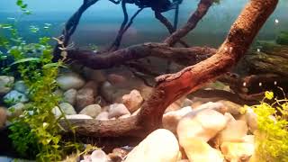 Baby Spiny Softshell turtle aquarium setup [upl. by Danit]