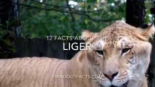 Liger facts 12 Facts about the Liger [upl. by Ardnola]