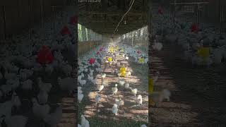 First time raising 5000 white fluffy chickens chicken poultry chickenfarming farming [upl. by Ennywg]