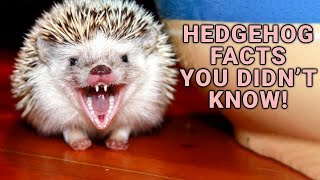 13 Things You Need To Know Before Buying A Hedgehog [upl. by Livia314]