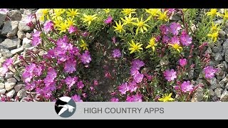 Idaho Wildflowers app for iOS and Android [upl. by Mikael539]