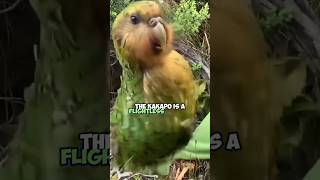 The Endearing Kakapo Parrots Longevity Resilient Wonders [upl. by Hoover]